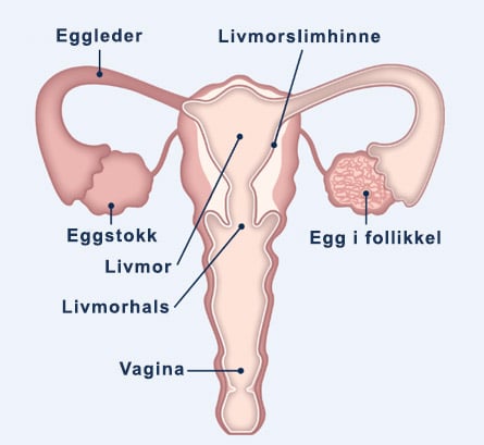 Woman reproductive organs